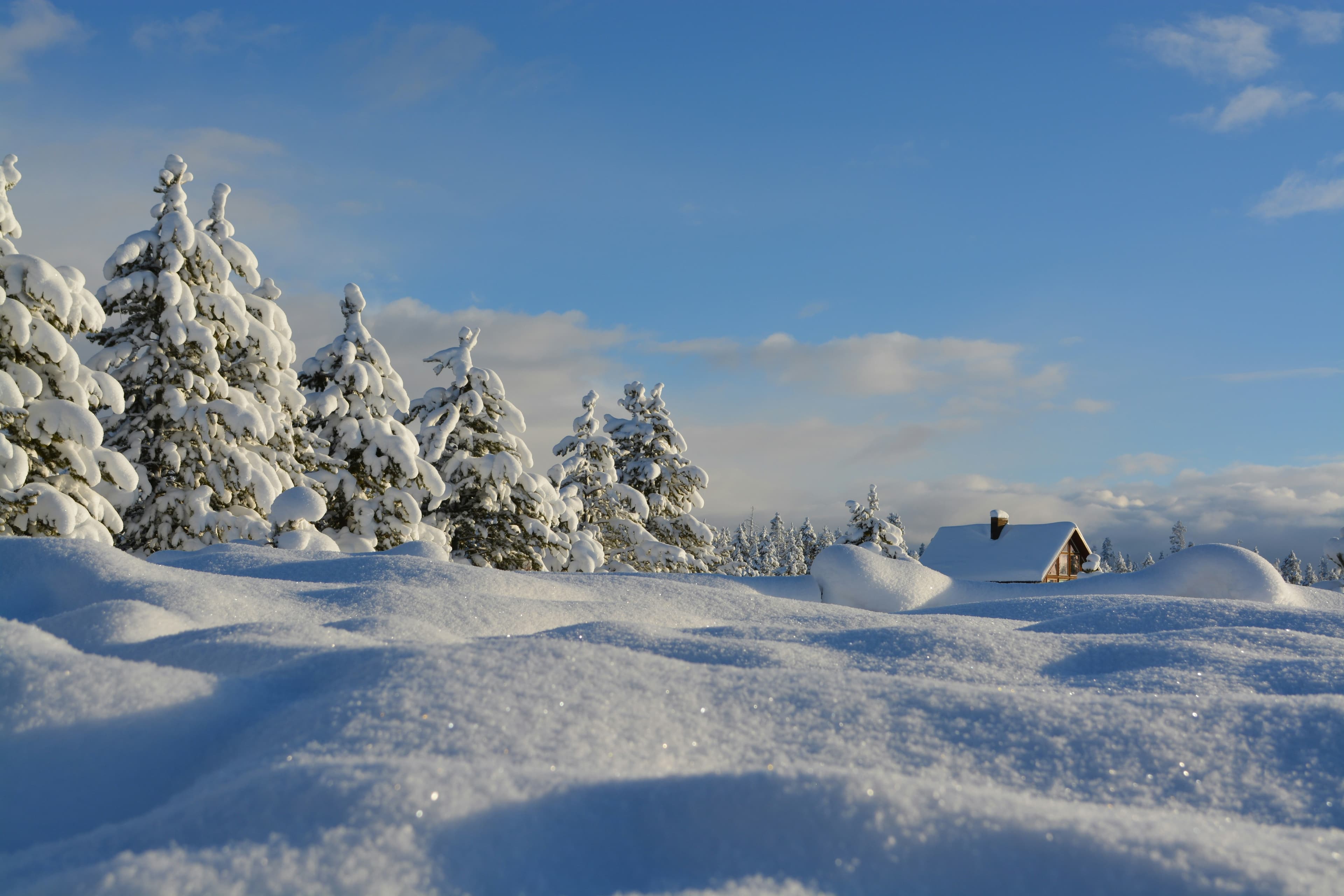 Besneeuwde dennenbomen onder een blauwe lucht in Tirol